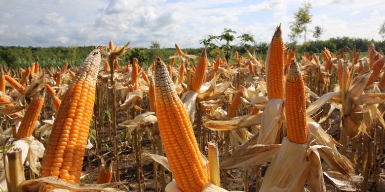 Produktivitas jagung di sejumlah daerah di Indonesia terus mengalami peningkaan, bahkan mencapai 7 ton lebih per hektar.
