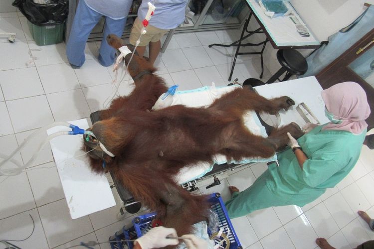 Hope, satu individu induk orangutan menjalani perawatan intensif di pusat karantina Orangutan di Sibolangit, Sumatera Utara, dalam kondisi kritis karena terluka dan ditembaki dengan senapan angin di kawasan perkebunan warga di Kota Subulussalam, Aceh. Sedangkan anaknya berusia 1 bulan tewas saat dalam perjalanan menuju karantina karena kondisi mal nutrisi.*****