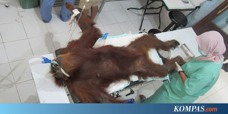 Mahasiswa Gelar Aksi Kutuk Penembakan Orangutan Hope