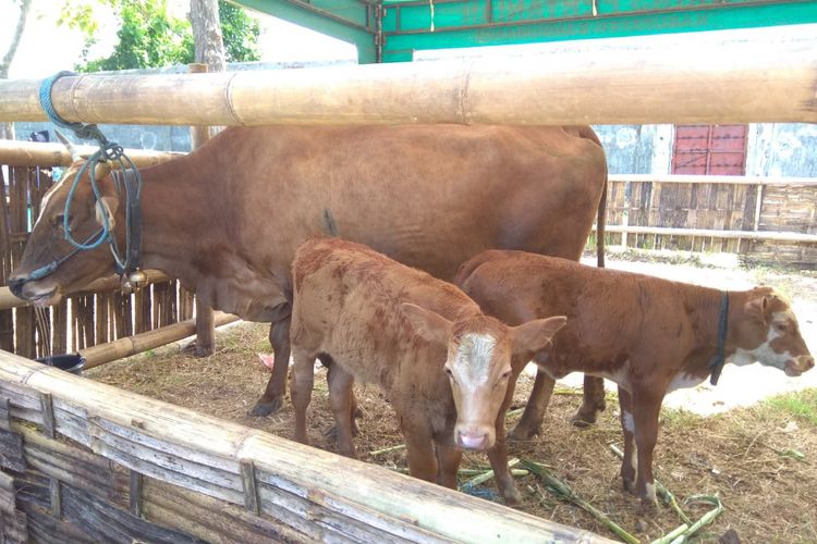 Valentine dan Valentino, anak sapi yang lahir kembar pada Februari 2018, milik Bero, peternak sapi di Desa Kalipait, Kecamatan Tegaldlimo, Kabupaten Banyuwangi.