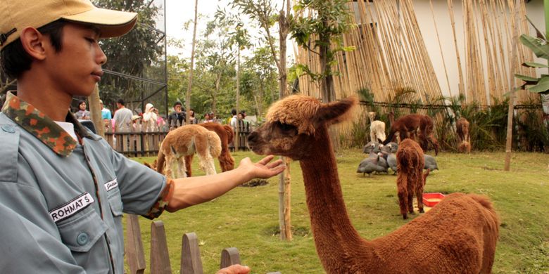 Alpaka atau Vicugna pacos adalah salah satu satwa asal Amerika Selatan yang menjadi koleksi Batu Secret Zoo di wahana wisata Jatim Park 2, Kota Batu, Jawa Timur. Jatim Park 2 menawarkan sensasi pendidikan satwa unik dari berbagai belahan bumi.