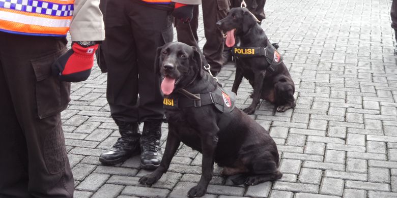 Oro dan Sam merupakan dua dari empat anjing pelacak yang disiagakan Brimob Polri untuk membantu evakuasi korban bencana alam.