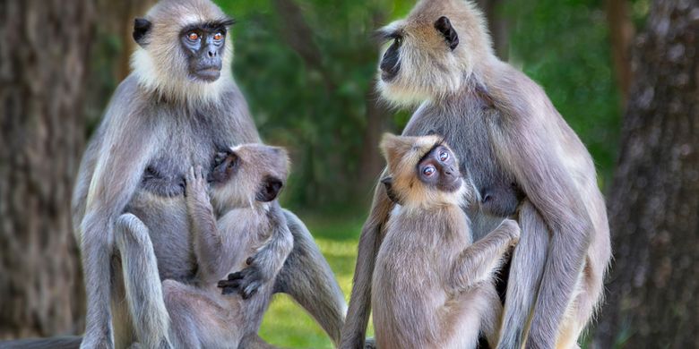 Ilustrasi langur atau monyet lutung