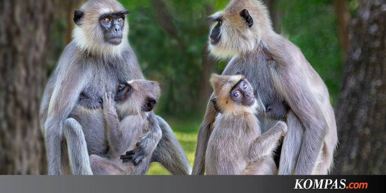 5 Ekspresi "Manusiawi" yang Juga Dimiliki Hewan