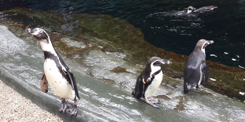 Penguin yang ada di Eco Green Park (Jatim Park Group) Kota Batu, Rabu (25/4/2018).