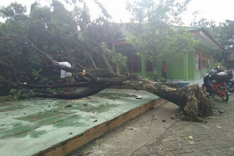 Sebuah pohon tumbang yang berletak di tengah lapangan di kawasan sekolah SMP Negeri 13 Makasssar, minggu(28/1/2018).