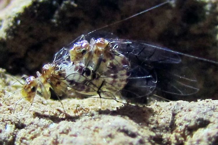 Neotrogla, serangga gua yang alat kelaminnya bertukar. Betina punya penis, jantan punya vagina