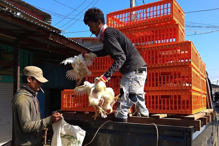 Pedagang ayam di Pasar Sentral Inhutani memindahkan ayam dari keranjang untuk disembelih, Kamis (26/7/2018). 