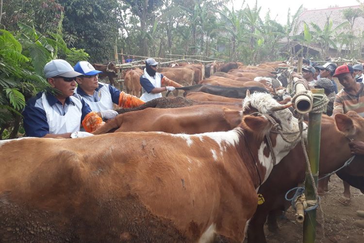 Pemeriksaan kandungan sapi betina massal di lapangan Desa Wonoayu, Kecamatan Wajak, Kabupaten Malang