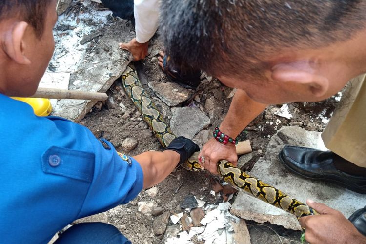Petugas Gulkarmat berusaha menangkap ular sanca berukuran 3 meter di RT 002/RW 01 Pulau Untung Jawa, Kepulauan Seribu Selatan, Kabupaten Kepulauan Seribu, Selasa (26/2/2019).