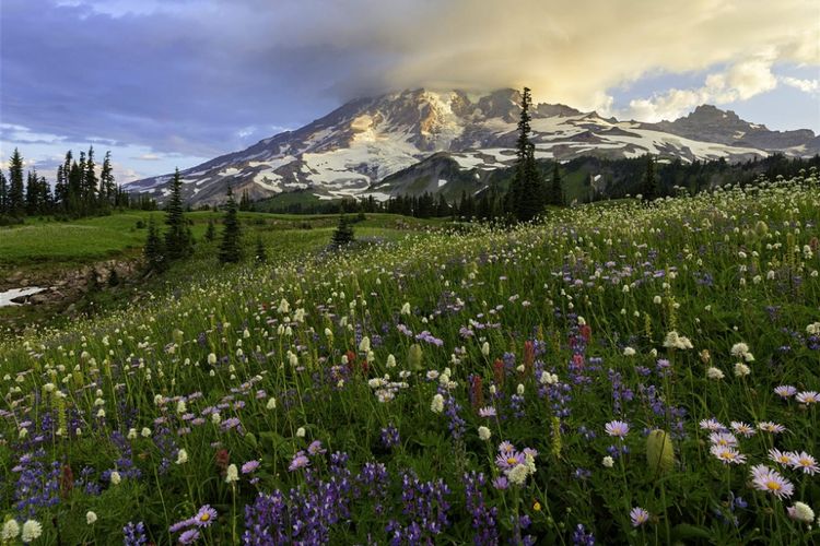 Bunga liar di Gunung Rainer, Washington, Amerika Serikat.