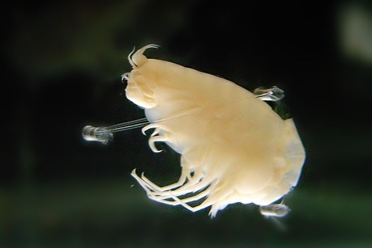 Hirondellea gigas, amphipod berzirah aluminium.