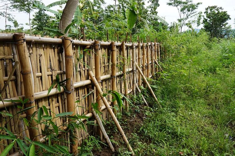 Bambu yang ditanam ini berfungsi untuk menahan air sungai yang meluap dan menyebabkan banjir di Desa Citenjo, Kab. Kuningan, Rabu (15/11/2017).