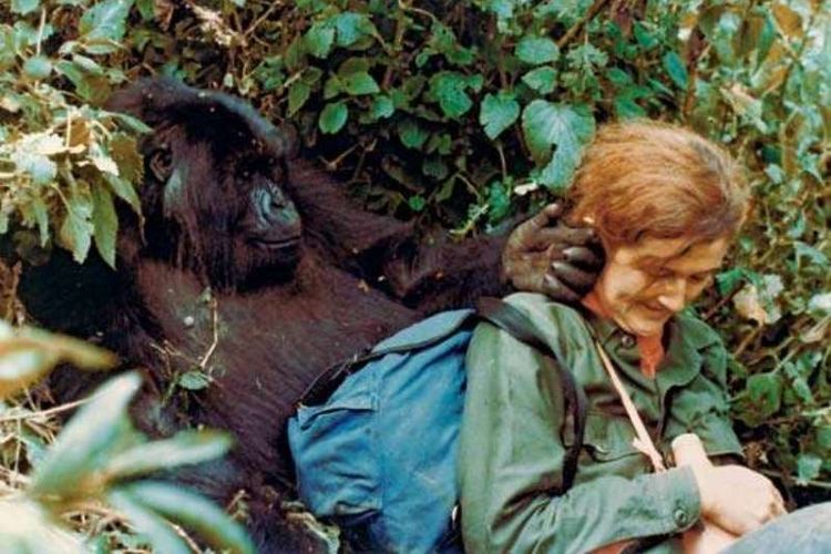 Dian Fossey bersama Puck, seekor gorila gunung, di Taman Nasional Gunung Api, Rwanda. (Dian Fossey Gorilla Fund International/gorillafund.org)