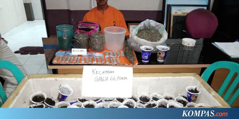 Budidaya Tanaman Ganja di Rumah, Seorang Petani Ditangkap Polisi
