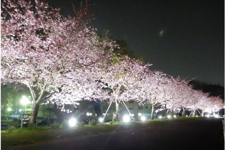 Balai Kota Oyama sisi barat Tanggul Bunga Sakura Omoigawa.