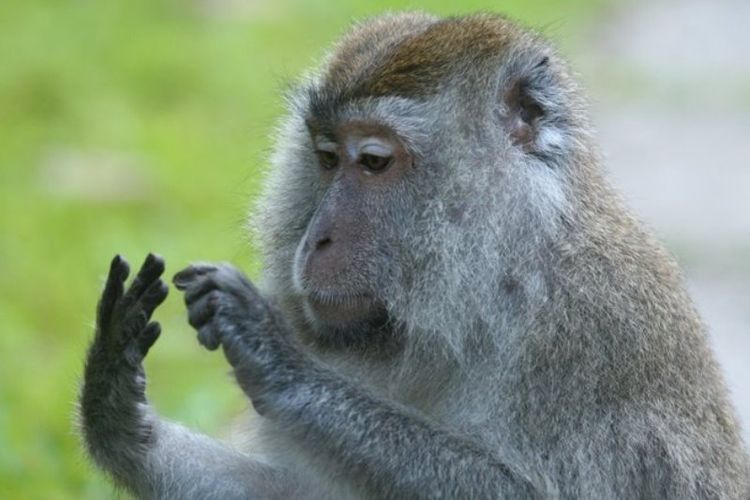 Beberapa monyet telah menunjukkan kemampuan untuk menghitung benda.