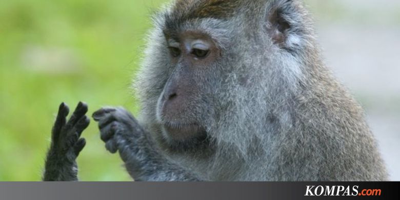 Bukan Cuma Manusia yang Bisa Berhitung Hewan Juga