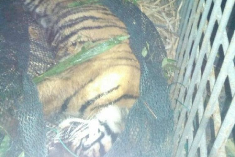 Harimau sumatera yang ditemukan mati di Desa Sihaporas, Kecamatan Sosopan, Kabupaten Padang Lawas, Sumatera Utara pada 2017 lalu dan jadi tontonan warga. 