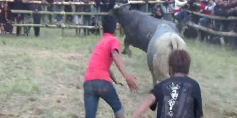 Ma?pasitanduk Tedong merupakan tradisi hiburan bagi keluarga yang berduka di Mamasa, Sulawesi Barat, Selasa (16/10/2018). Tujuan adu kerbau ini untuk memberikan hiburan bagi keluarga yang mengalami dukacita agar mereka tidak lama larut dalam kesedihan karena kehilangan sosok anggota keluarga yang mereka cintai.