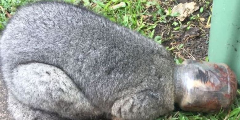 Possum ini ditemukan terperangkap dalam toples selai Nutella di Loganholme, selatan Brisbane, Queensland, pada Senin (2/7/2018). (RSPCA Queensland via ABC News)