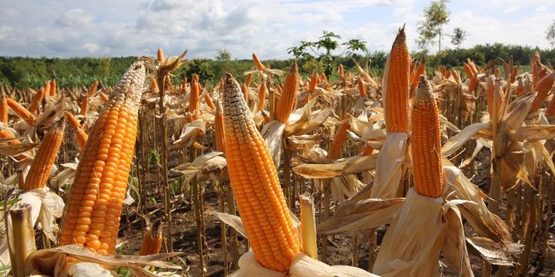 Panen jagung terjadi dimana-mana