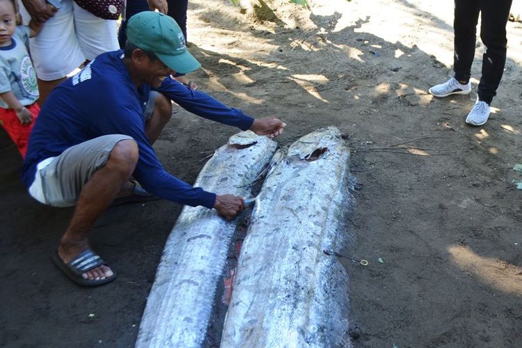 Dua oarfish raksasa terdampar di salah satu pantai Filipina, 8 Agustus 2017 lalu. 