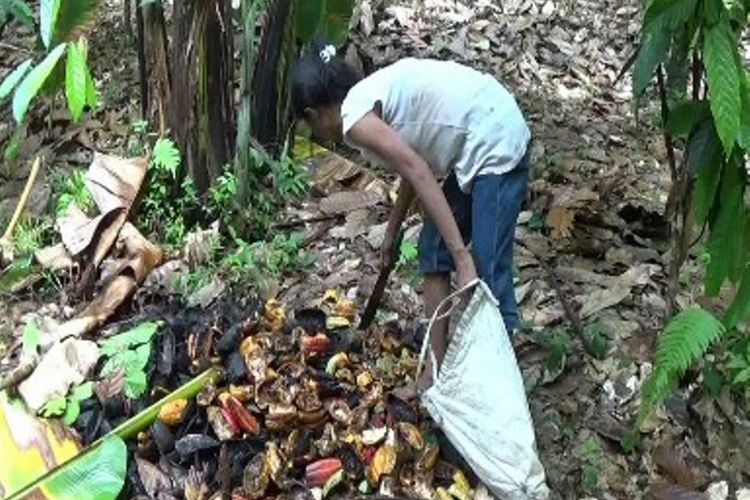 Hidup di hutan, Sukma dan putrinya Julianti terpaksa memungut biji kakao sisa tikus yang terbuang di kebun milik warga untuk dijual atau ditukar beras agar bisa menyambung hidup.