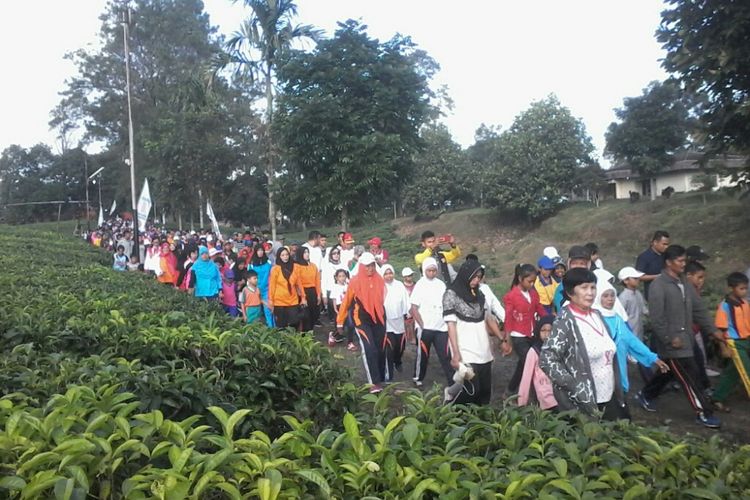 Peserta tea walk sedang menyusuri jalan kebun teh Tobasari, Kecamatan Pamatang Sidamanik, Kabupaten Simalungun, Minggu (17/2/2019).