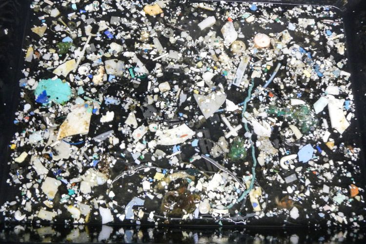 Sampel sampah yang dijaring para peneliti dari Samudra Pasifik utara 