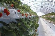 3 Kebun âStrawberry Pickingâ Terbaik di Kumamoto Jepang