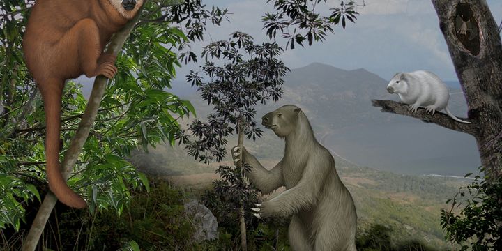 Kisah Dunia Satwa Di Karibia Yang Hilang Akibat Tangan Manusia