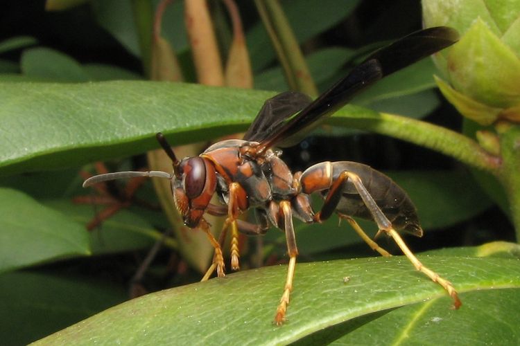 Polistes metricus