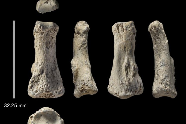 Fossil finger bone of Homo sapiens from the Al Wusta site, Saudi Arabia.