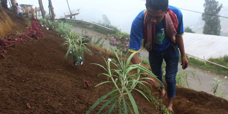 Masyarakat Suku Tengger lereng Gunung Bromo di Dusun Wonomerto, Desa Tosari, Kecamatan Tosari, Kabupaten Pasuruan, membudidayakan bunga edelweis, Jumat (8/6/2018). Mereka membudidayakan bunga keabadian itu untuk keperluan upacara adat karena populasi bunga yang statusnya dilindungi itu terus menyusut seiring dengan pengambilan secara liar.