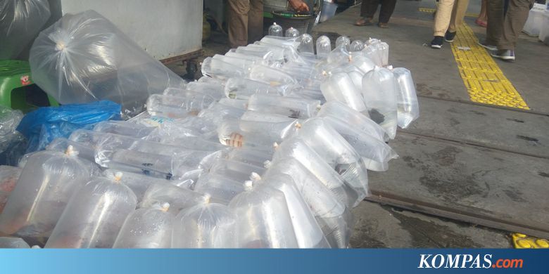 Wali Kota Jaktim Klaim Sudah Sosialisasi ke PKL Ikan Hias ...