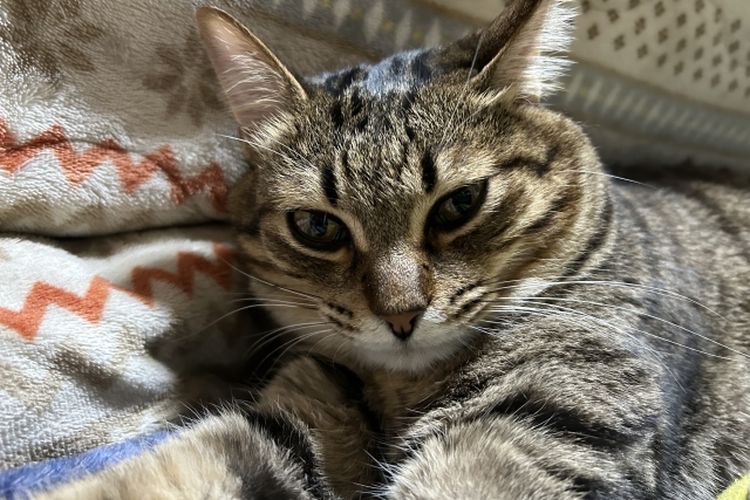 Kotatsu dan kucing menjadi simbol kehangatan dan kenyamanan di Jepang.