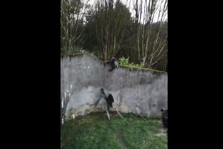 Sekelompok simpanse di Kebun Binatang Belfast, Irlandia, kabur dari kandang usai menyusun dahan pohon menjadi tangga. Peristiwa ini terjadi pada Sabtu (9/2/2019). (Twitter/Chaterine Tinley)