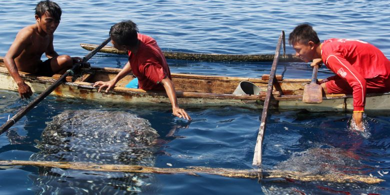 Anak-anak Desa Botubarani Kabupaten Bone Bolango bercengkerama dengan hiu paus yang pada waktu-waktu tertentu datang di belakang desa mereka.