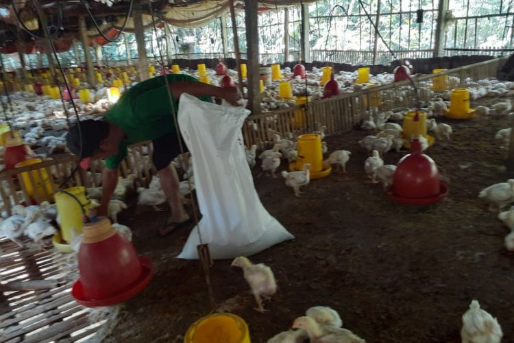 Giyono (48), peternak ayam potong asal Dusun Gluntung, Desa Patuk, Kecamatan Patuk, Gunungkidul, Yogyakarta, di kandang ayamnya yang berkapasitas 4.000 ekor ayam, Selasa (25/6/2019). Ia memilih bertahan walaupun kandangnya hanya diisi 3.000 ekor ayam. 