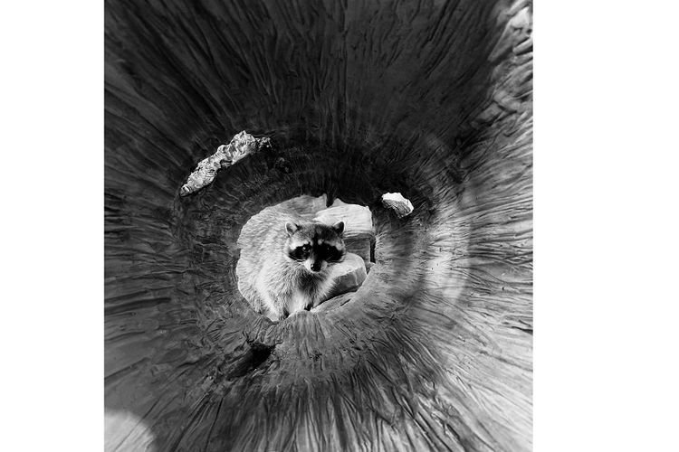 Blake Marvin (US), iPhone XS Max