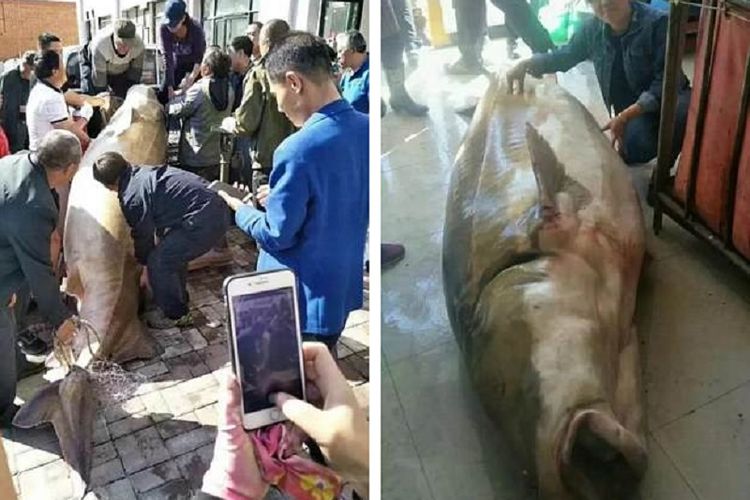 Ikan yang berukuran besar ini diyakini berusia setidaknya 100 tahun.