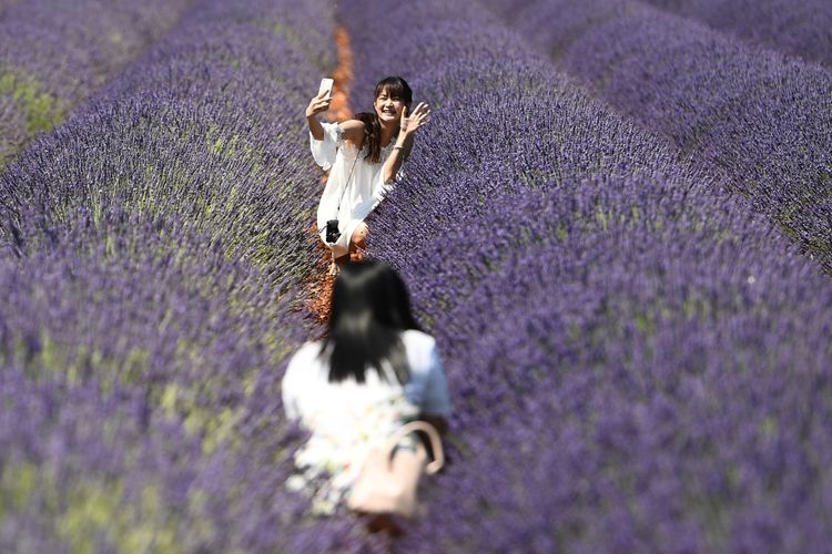 Turis mengambil foto diri atau selfie di tengah kebun lavender di Valensole, Perancis selatan, 18 Juni 2017.