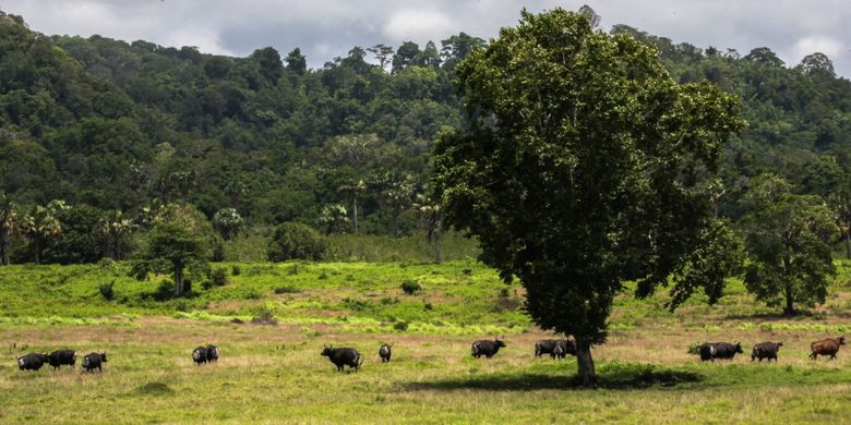 Sadengan, salah satu titik yang wajib dikunjungi saat berkunjung ke Taman Nasional Alas Purwo di Banyuwangi, Jawa Timur.