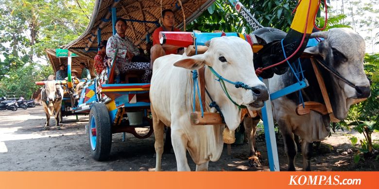 Serunya Naik Gerobak Sapi Keliling Desa Melintas Sawah di Sleman