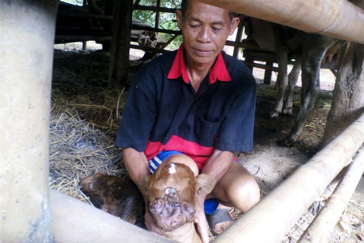 Sakat (59), warga Desa Sumberejo, Kecamatan Jatisrono, Kabupaten Wonogiri, Jawa Tengah menunjukkan anak sapinya yang bermata tiga di kandangnya.