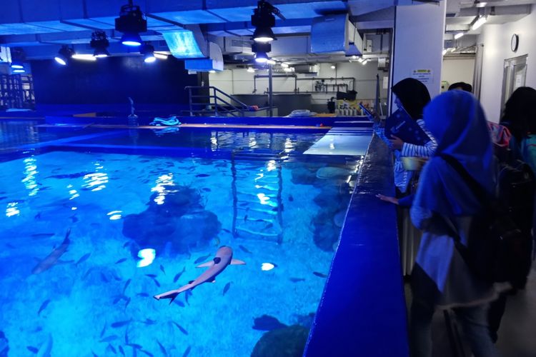 Pengenalan program Aqua Camp di Jakarta Aquarium, Jumat (27/4/2018).