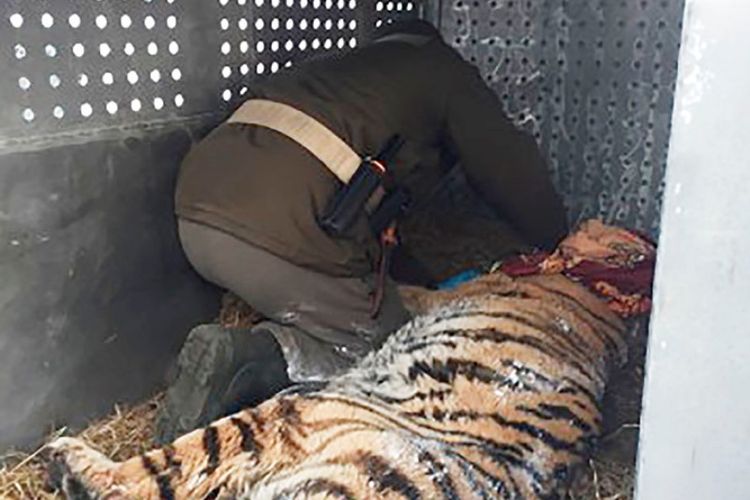 Seorang anggota tim medis memeriksa kondisi harimau siberia yang tergeletak di halaman rumah seorang warga desa.