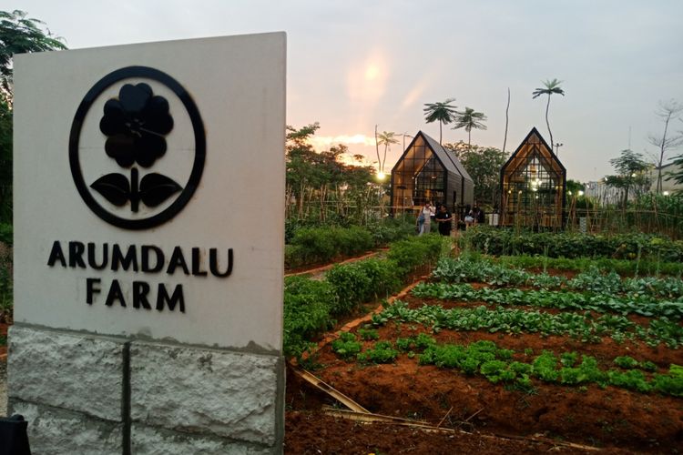 Menikmati Matahari Terbenam Di Kebun Bunga Matahari Serpong