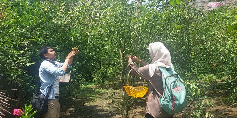Pengunjung datang ke kebun jeruk milik Maiful Hadi untuk memetik buah jeruk langsung dari pohonnya di Ponorogo, Jatim, Rabu (28/3/2018).
